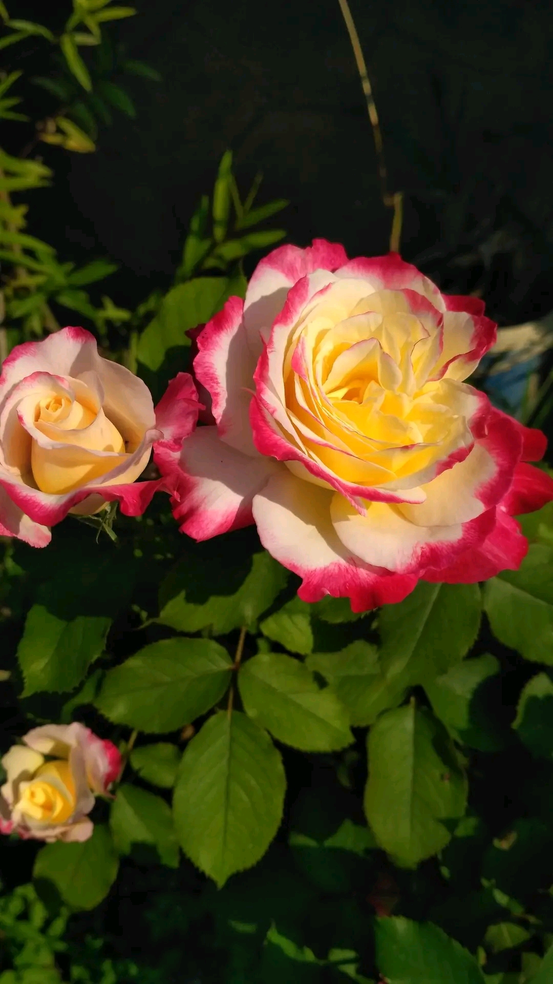 Doubledelight 